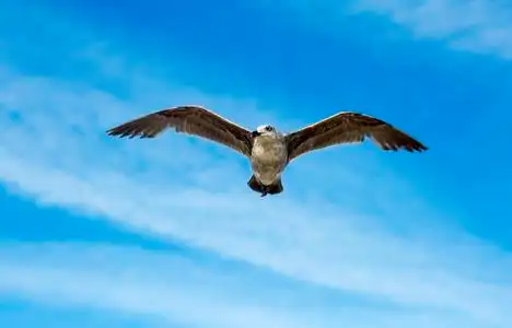 海上自由飞翔的鸟儿图片