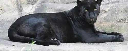 黑豹是什么品种 爱问知识人