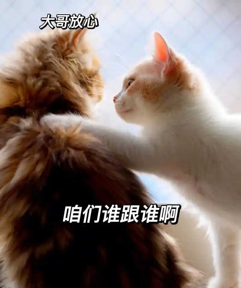 大哥好呀!小弟在此谢过了.#表情包 #萌宠表情包 #搞笑日常 - 抖音