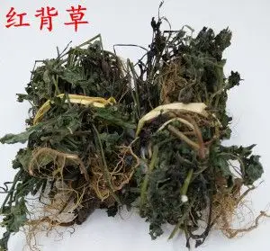 一点红中草药新鲜