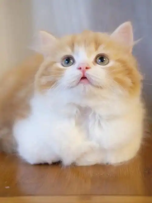 猫咪找家可爱的橘白高地