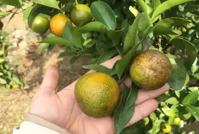锈蜘蛛防治正当时,小心柑橘变成黑皮果!