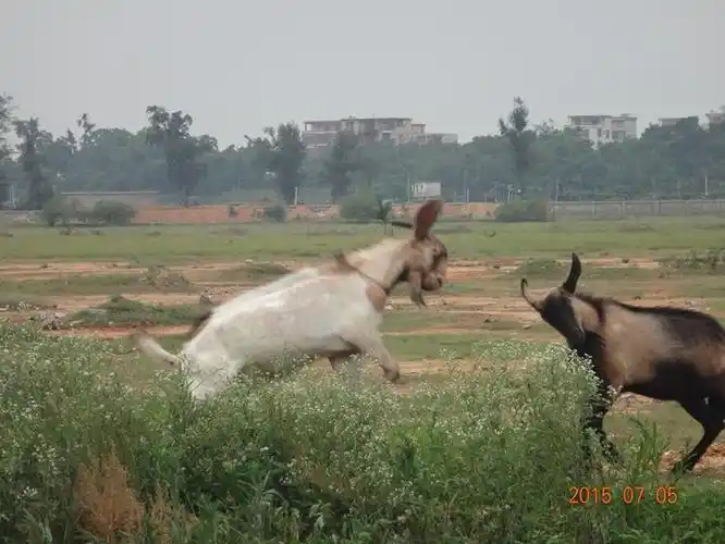 【7.5】羊打架视频