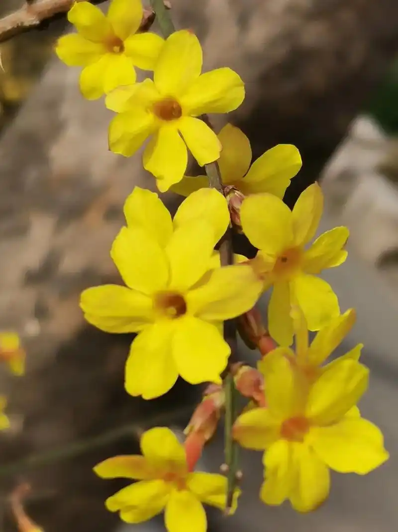 迎春花像喇叭,大家都很喜爱他,他到底长的 - 抖音