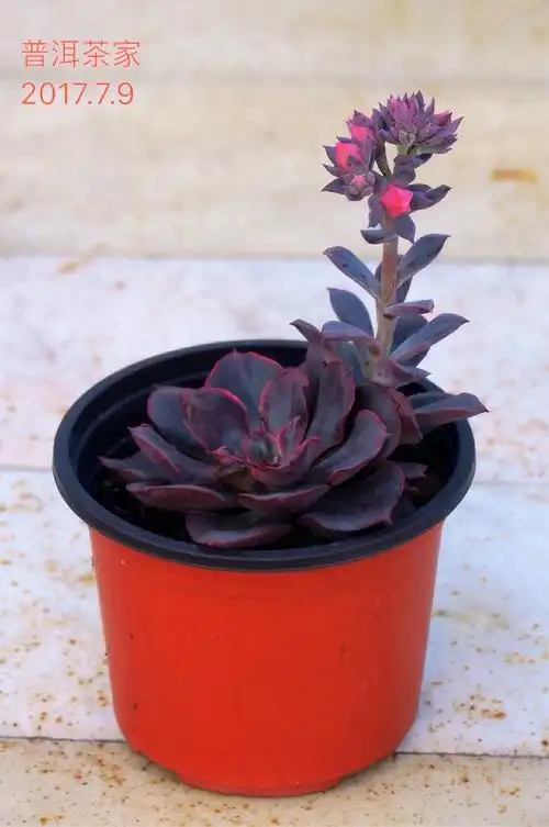 盛夏,多肉植物依然美丽!---风车大棚赏肉记
