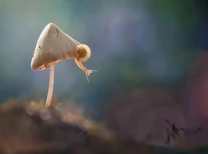 微距摄影通常能够拍摄出我们在日常生活中难以观察到的奇妙景象