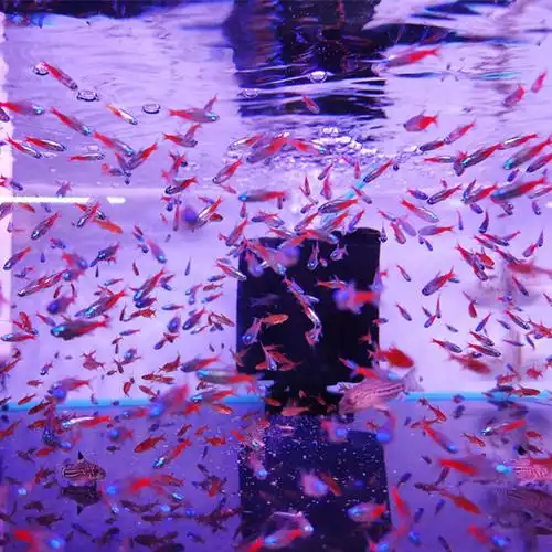 红绿灯活体群游灯鱼热带观赏鱼小型灯科孔雀宝莲灯鱼