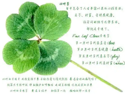 请问有没有像这一类的图片,带有花语的花图片