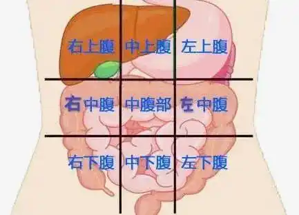 腹部在哪里下腹部在哪个位置图片