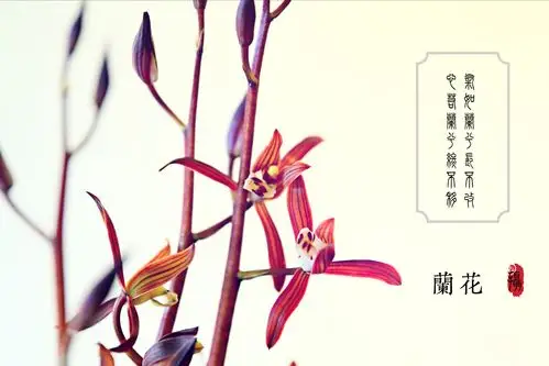 赏拍高洁淡雅之兰花