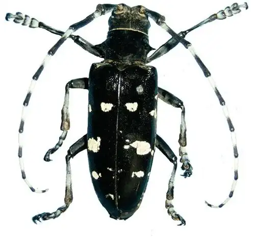 十二斑花天牛 (动物)