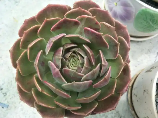 棕玫瑰,莲花座,颜色呈棕红色!样子高贵大方!