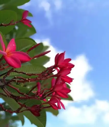 鸡蛋花正在盛开中,这是红色的鸡蛋花