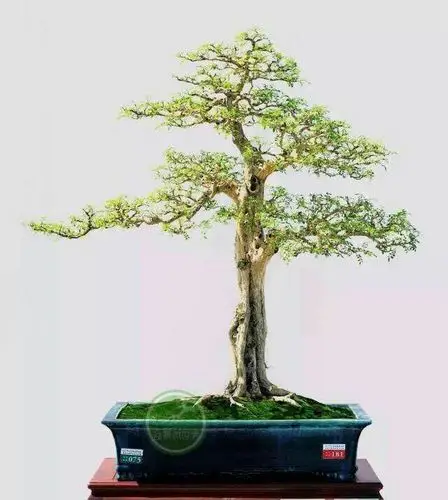 盆景欣赏(85)九里香盆景