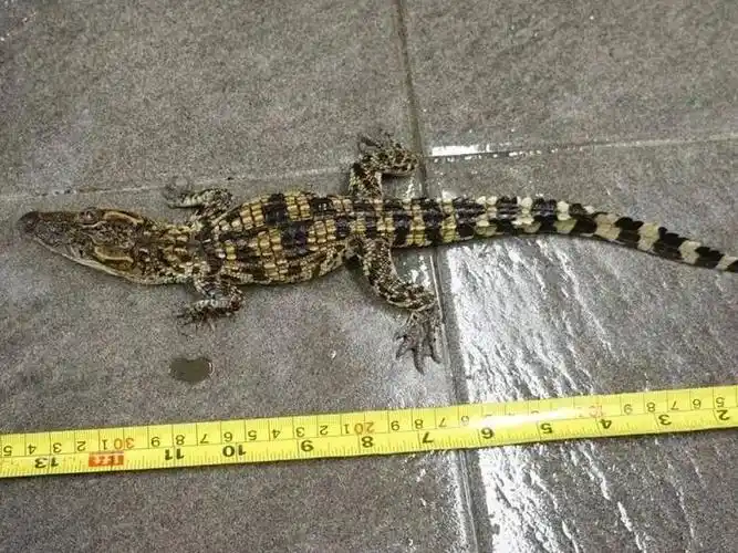 香港湿地公园的贝贝之家与数条鳄鱼同住供市民观赏渔护署提醒市民在没