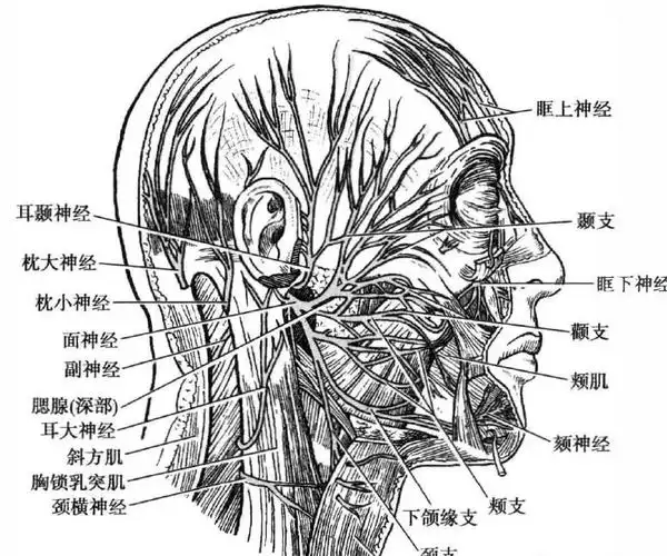 面神经--神奇的存在