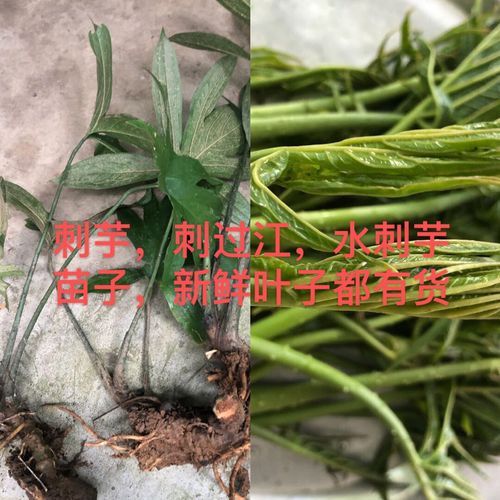 版纳刺过江老品种刺芋苗新鲜水刺芋傣族特色野菜勒慈菇天河芋【15天内
