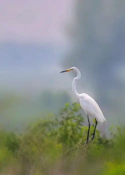 【白鹭摄影图片】生态摄影_太平洋电脑网摄影部落