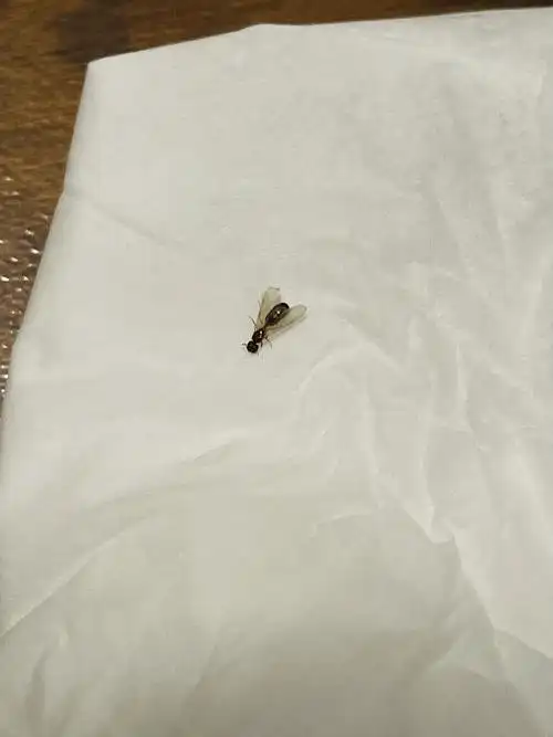 最近家中 特别是晚上 会出现不少这种虫子 有翅膀 像蚂蚁一样 求助 是