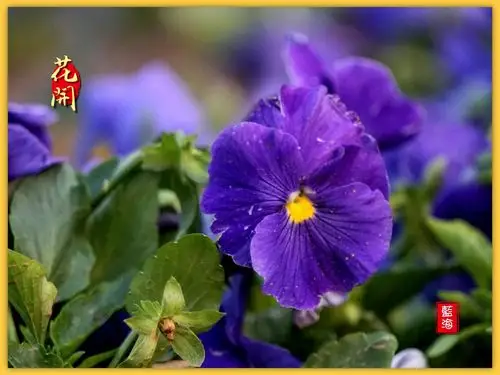 草花芬芳的季节