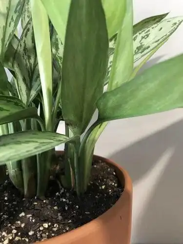 这5种绿植不开花四季常绿适合当盆栽养在家里绿意十足