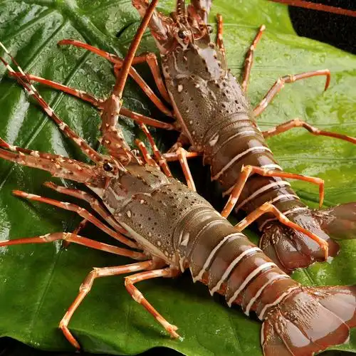 共69 件小青龙虾仔相关商品