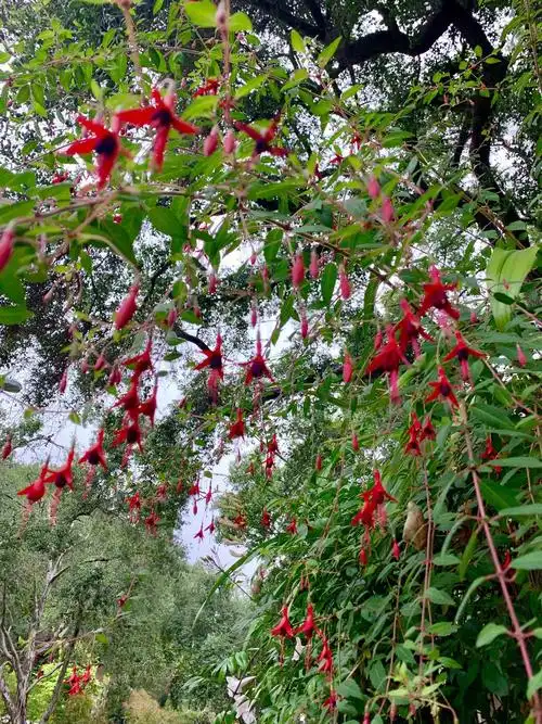 橡树覆盖下的花朵.