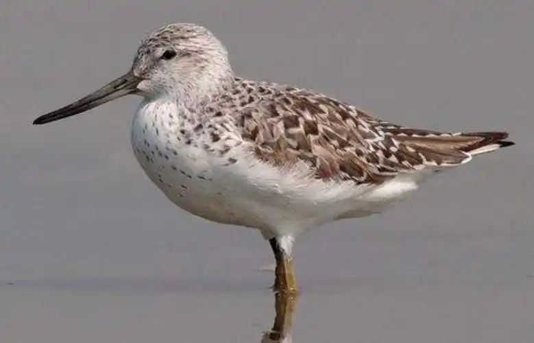 鸟人说鸟3不要迷恋我我只是网红