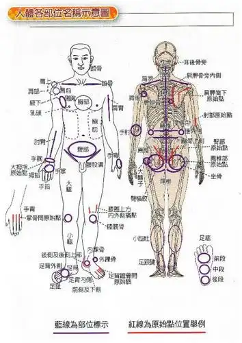 人体各部位名称与手法图.pdf