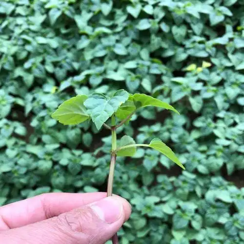 一串红小苗 一串红小苗价格 一串红小苗基地