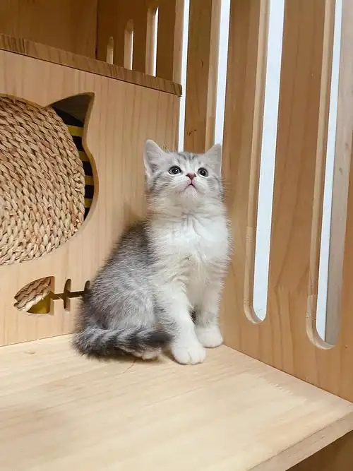 英短猫银白弟弟性格极为亲人