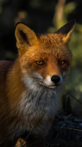 壁纸 狐狸前视图,森林,黑暗 3840x2160 uhd 4k 高清壁纸, 图片, 照片