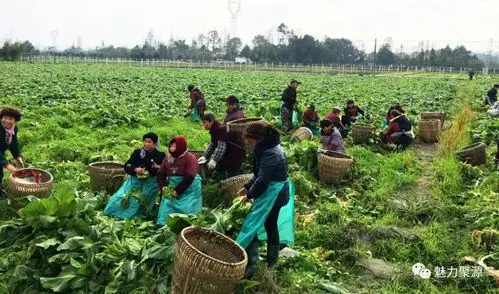 【乡村振兴】小记:泉水社区"小支部"牵引"大农业"_搜狐社会_搜狐网