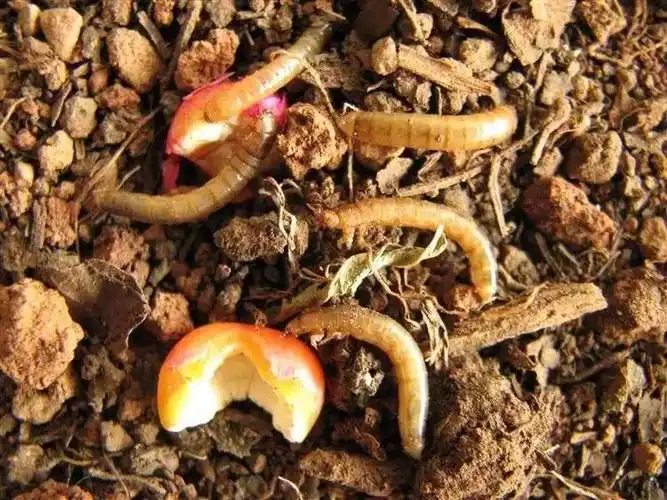 【专题·种玉米讲虫害】——金针虫