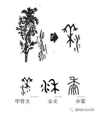 "甲骨文"稻"字上部是"米"字,下部是装稻米的筐.