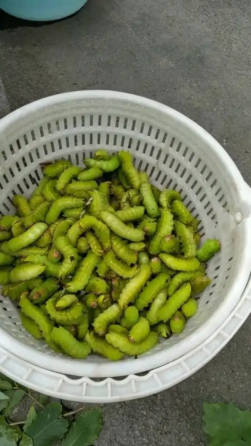 特意拍了这个视频,这个就是俺们东北辽宁地区的柞树秋蚕.