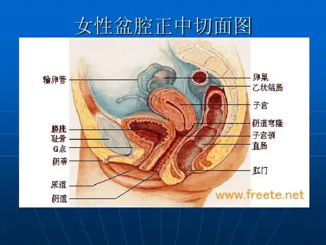 女性盆腔正中切面图