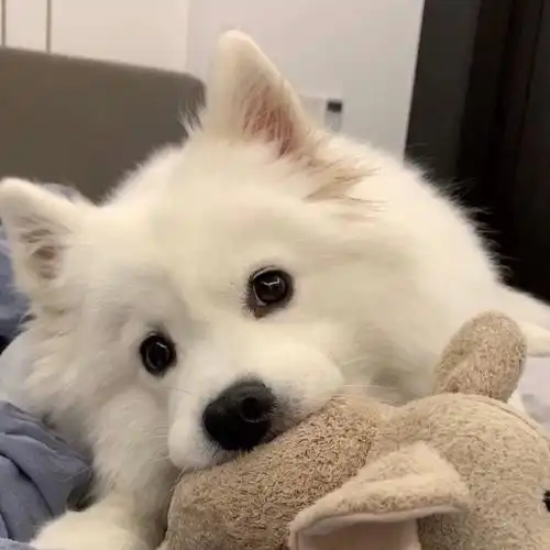 有什么可爱的小动物头像