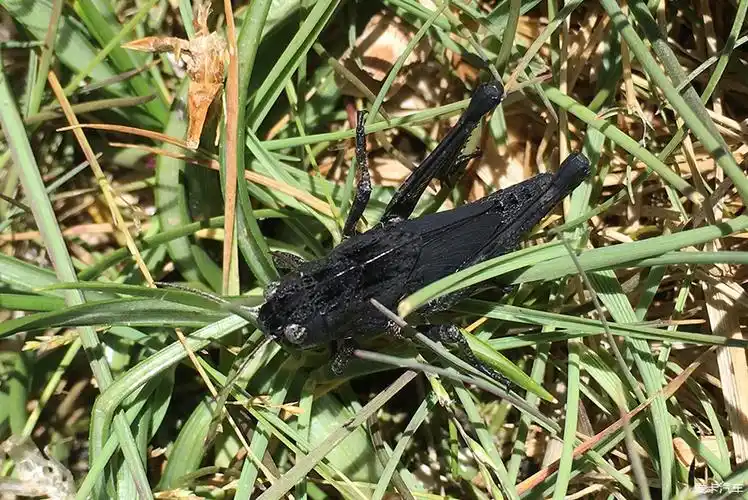 这里有纯黑色的蚂蚱