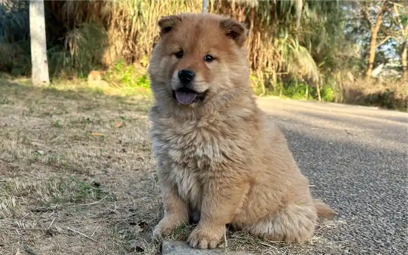 55天大的土松小狗,第一次野外训练营,如入无人之境!