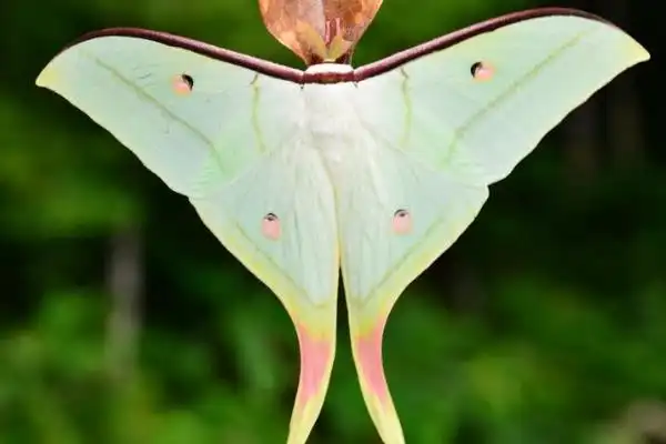 紫薇绿尾大蚕蛾长有燕尾的绿色蛾对树叶危害极大