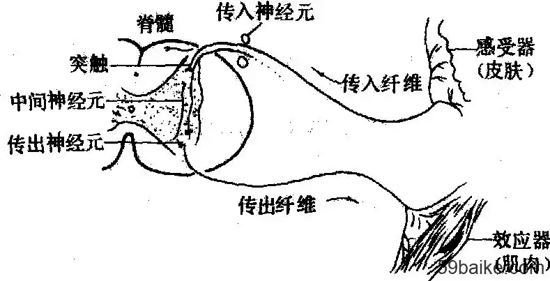 反射活动的结构基础是反射弧.
