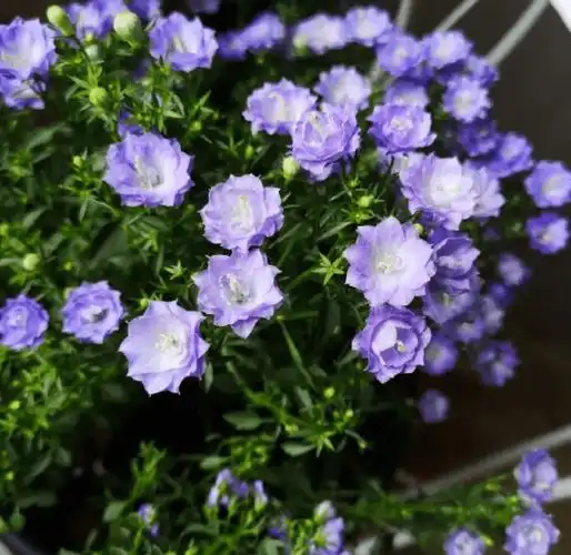 蓝妖:重瓣丹麦风铃草怎么养才能开花,这4点是关键,帮你不踩坑_盆栽