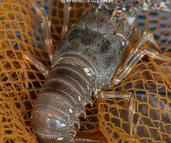 东山岛小青龙龙虾东山岛海捕鲜活小青龙冷冻新鲜小青龙虾 鲜冻1只