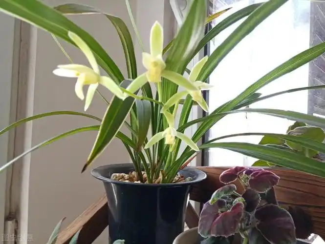 绍兴市花是什么,绍兴的具有代表性的植物是哪个-花仙子网