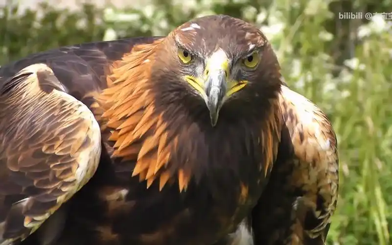 金雕高清近景特写感受猛禽犀利的眼神