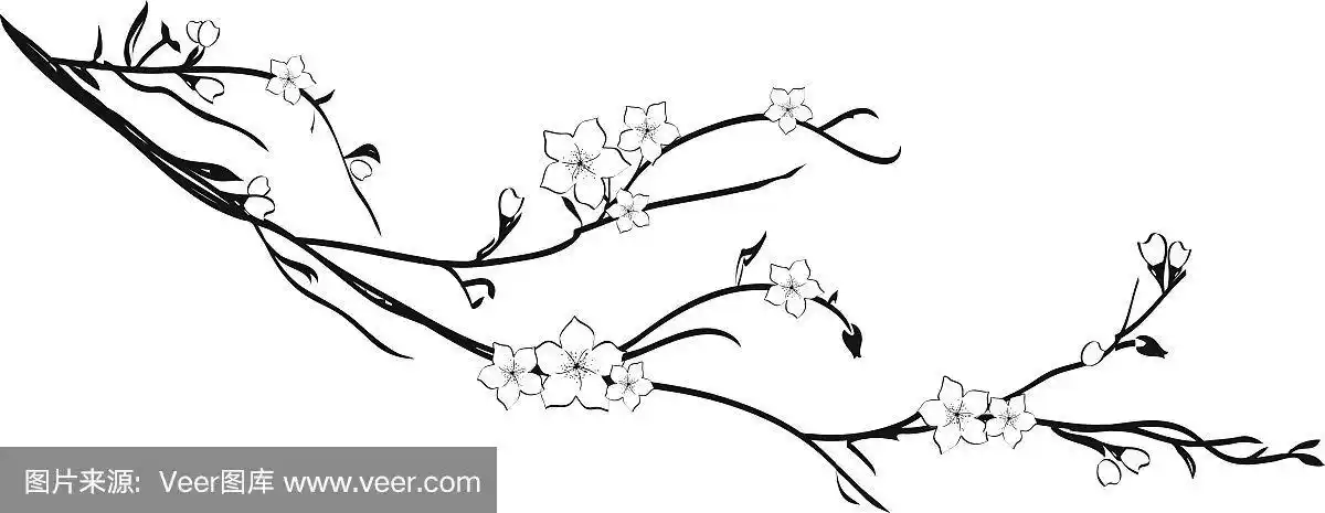 樱桃,枝,樱花,无人,绘画插图