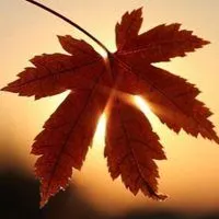 能展示一叶知秋的微信头像点击鼠标右键下载