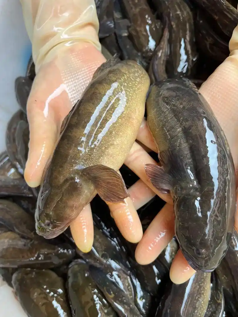 文鱼#中华乌塘鳢 - 抖音