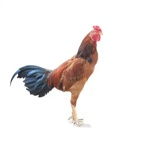 大_彩色_公鸡_站立_图片大全—全景创意图库(quanjing.
